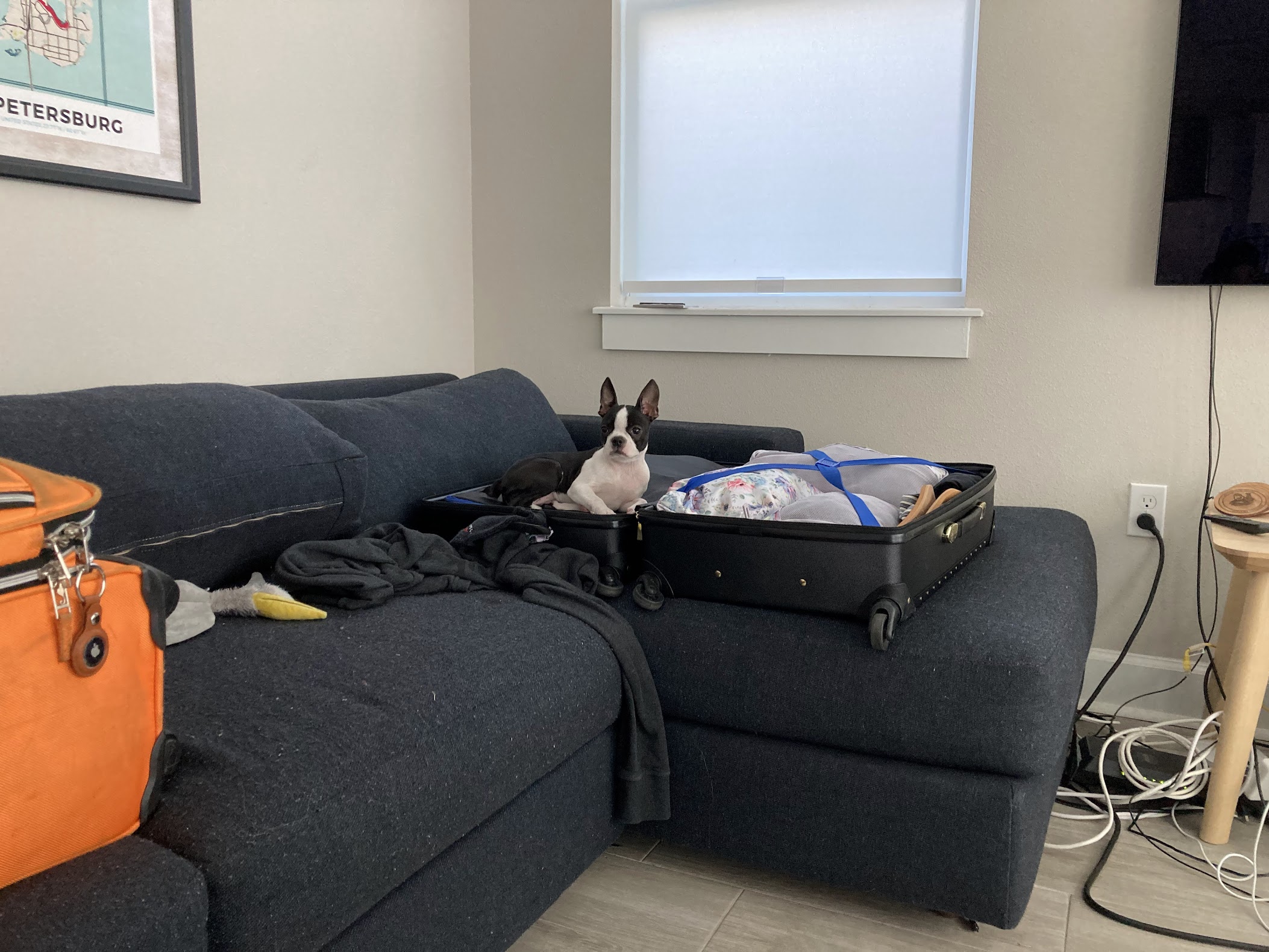 Our puppy Freya laying in our suitcase